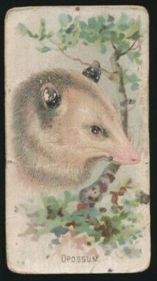 28 Opossum